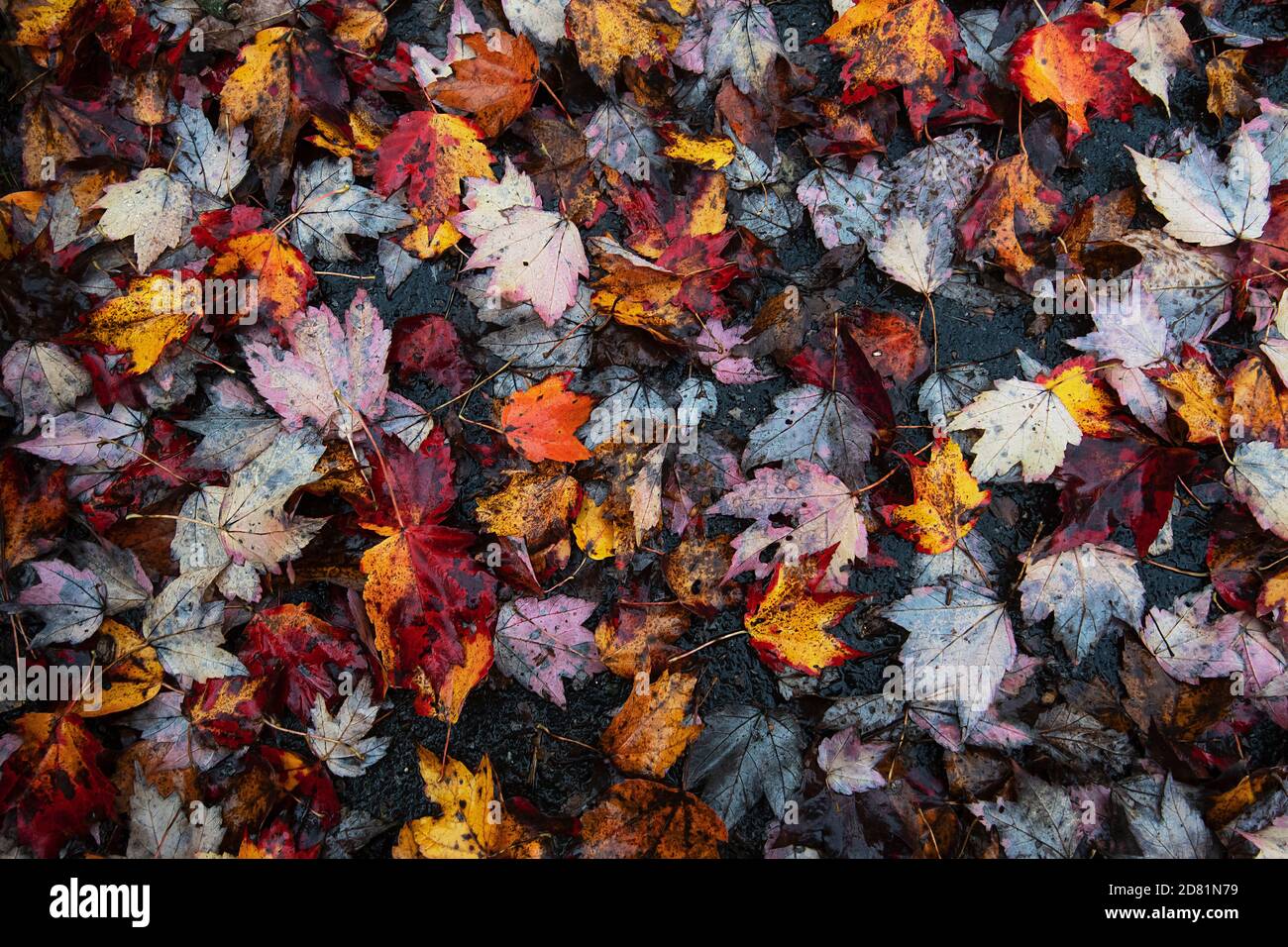 Colorato motivo foglia d'acero in autunno Foto Stock