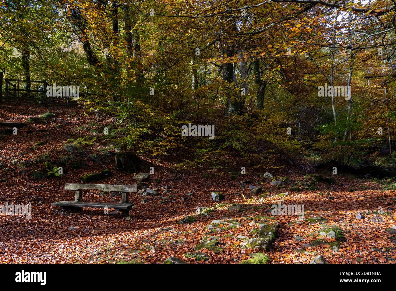 Una piccola panchina di legno circondata da foglie d'autunno in una foresta (Galles, Regno Unito) Foto Stock