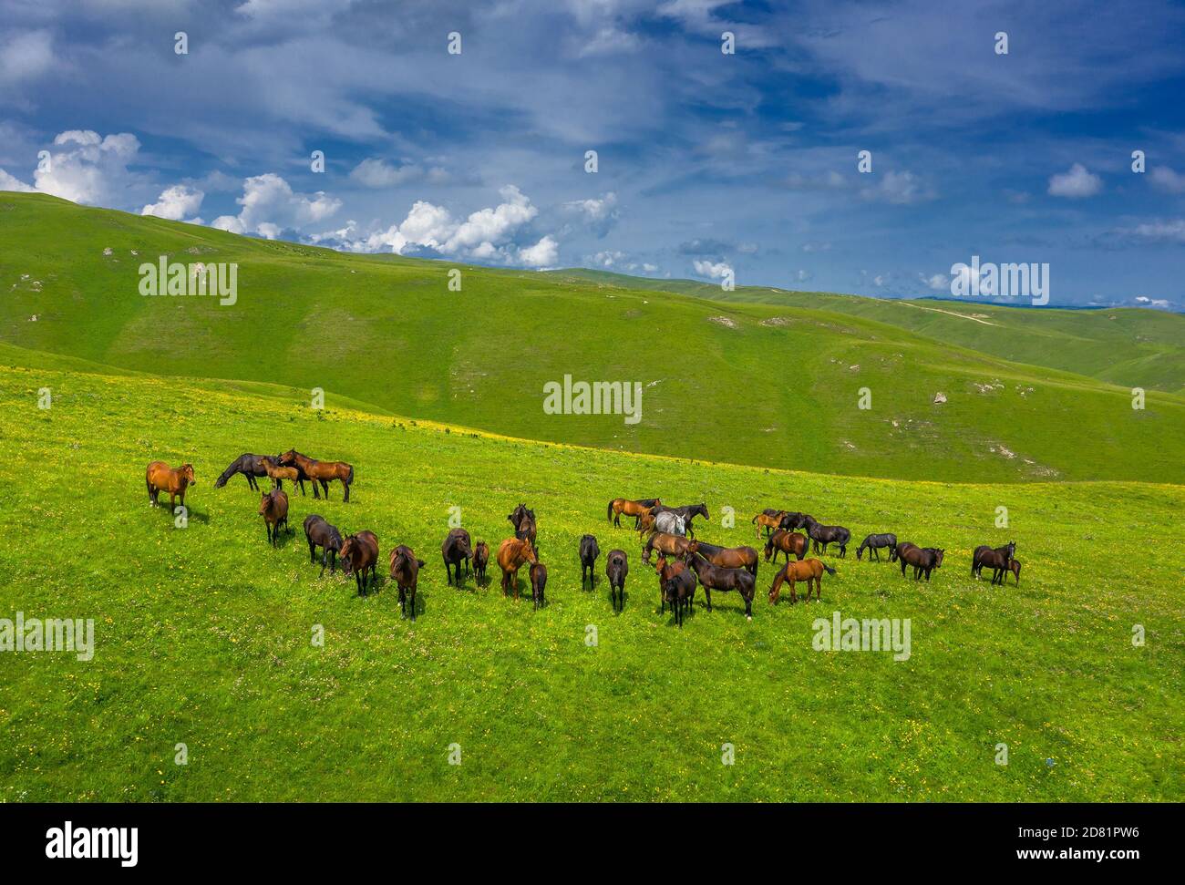 mandria di cavalli che pascolano sul prato di pendio Foto Stock
