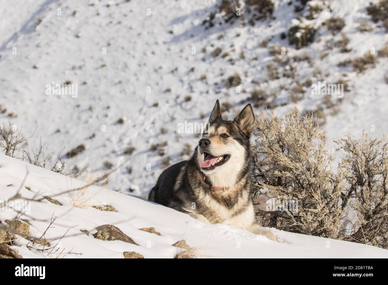 Max il Pastore Alaska fa una pausa Foto Stock