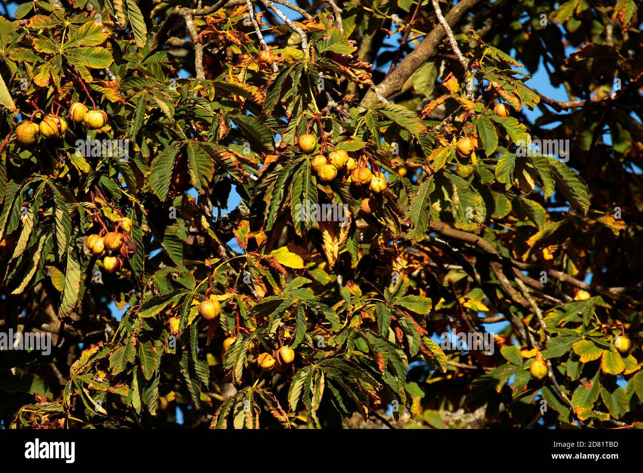 Dadi a cavallo Foto Stock