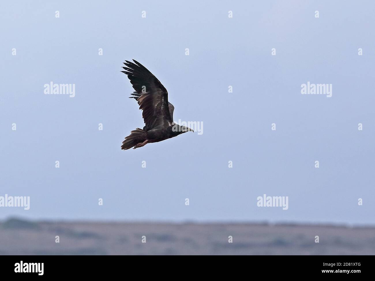 Avvoltoio egiziano (Neophron percnopterus percnopterus) immaturo in volo Menorca, Isole Baleari, Spagna Ottobre Foto Stock