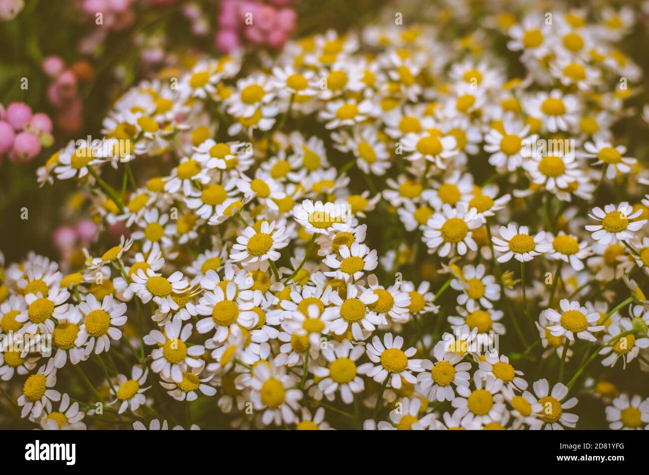 fioritura piccolo camomilla fiori sfondo Foto Stock