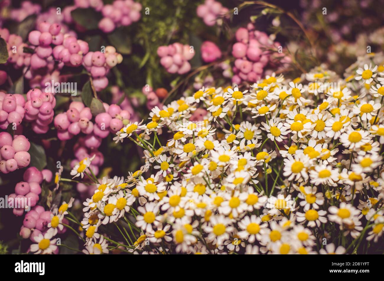 fioritura piccolo camomilla fiori sfondo Foto Stock