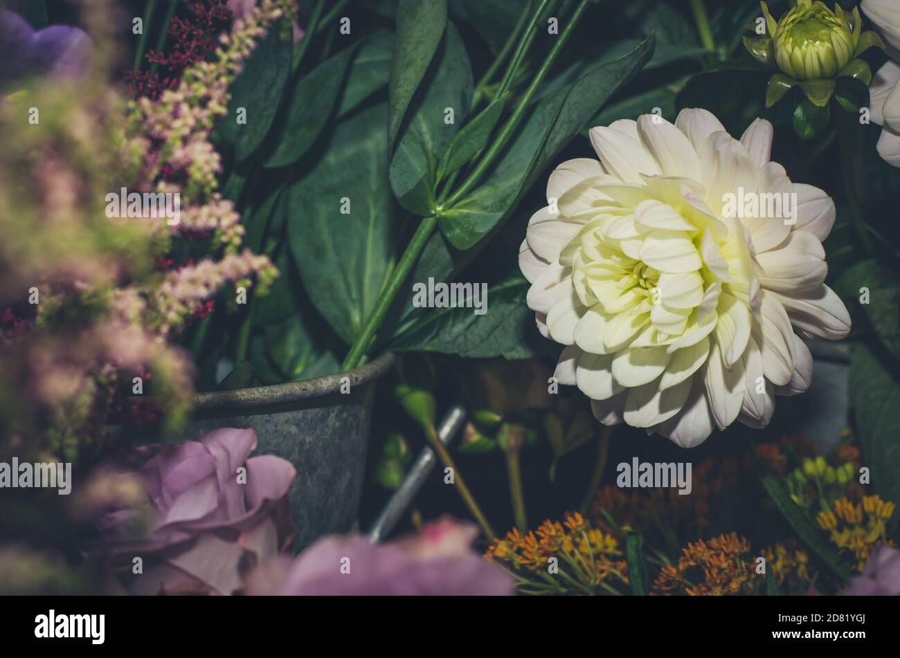 fiore bianco gerber e foglie verdi Foto Stock