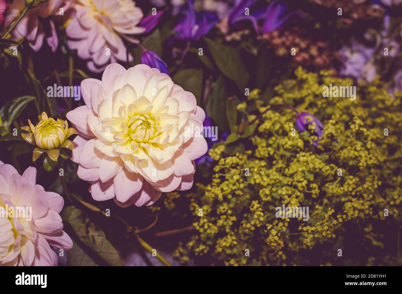 fiore bianco gerber e foglie verdi Foto Stock