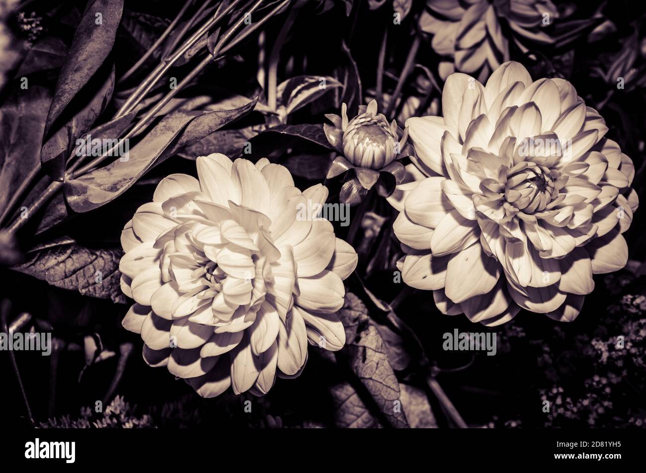 bianco fiore gerber fiore monocromatico Foto Stock