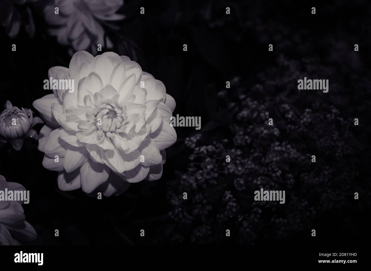 bianco fiore gerber fiore monocromatico Foto Stock