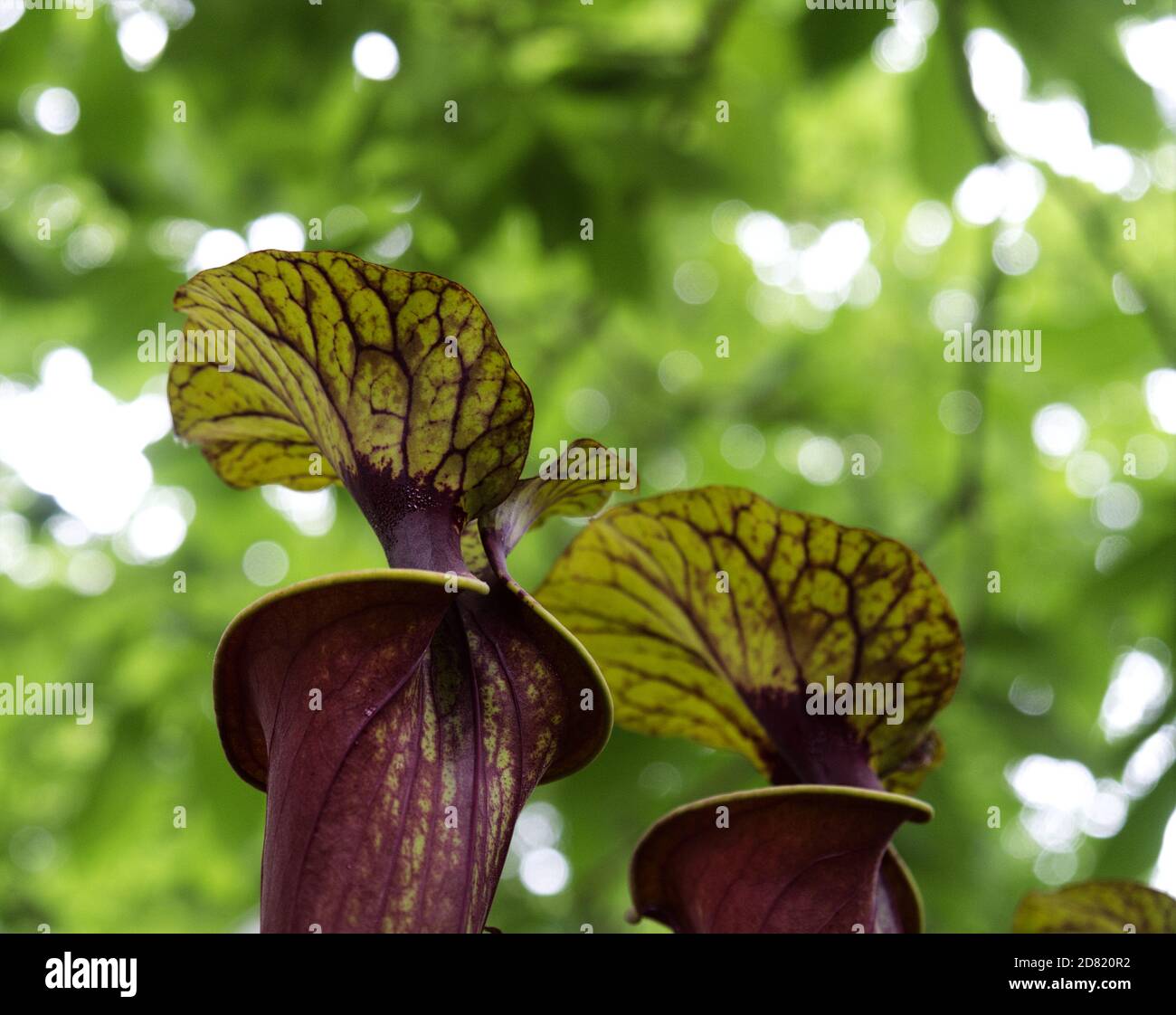 Bella fiori esotici in natura in estate Foto Stock