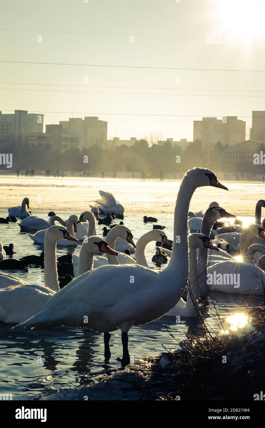 gruppo di bei cigni bianchi e anatre su stagno congelato in inverno con atmosfera magica Foto Stock