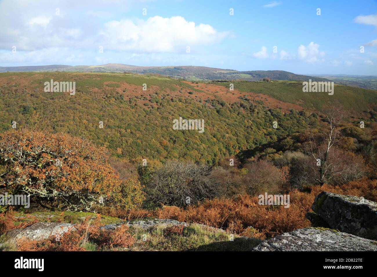 Vista autunnale da Bench Tor attraverso Dart Gorge verso Holne Woods, Dartmoor National Park, Devon, Inghilterra, Regno Unito Foto Stock