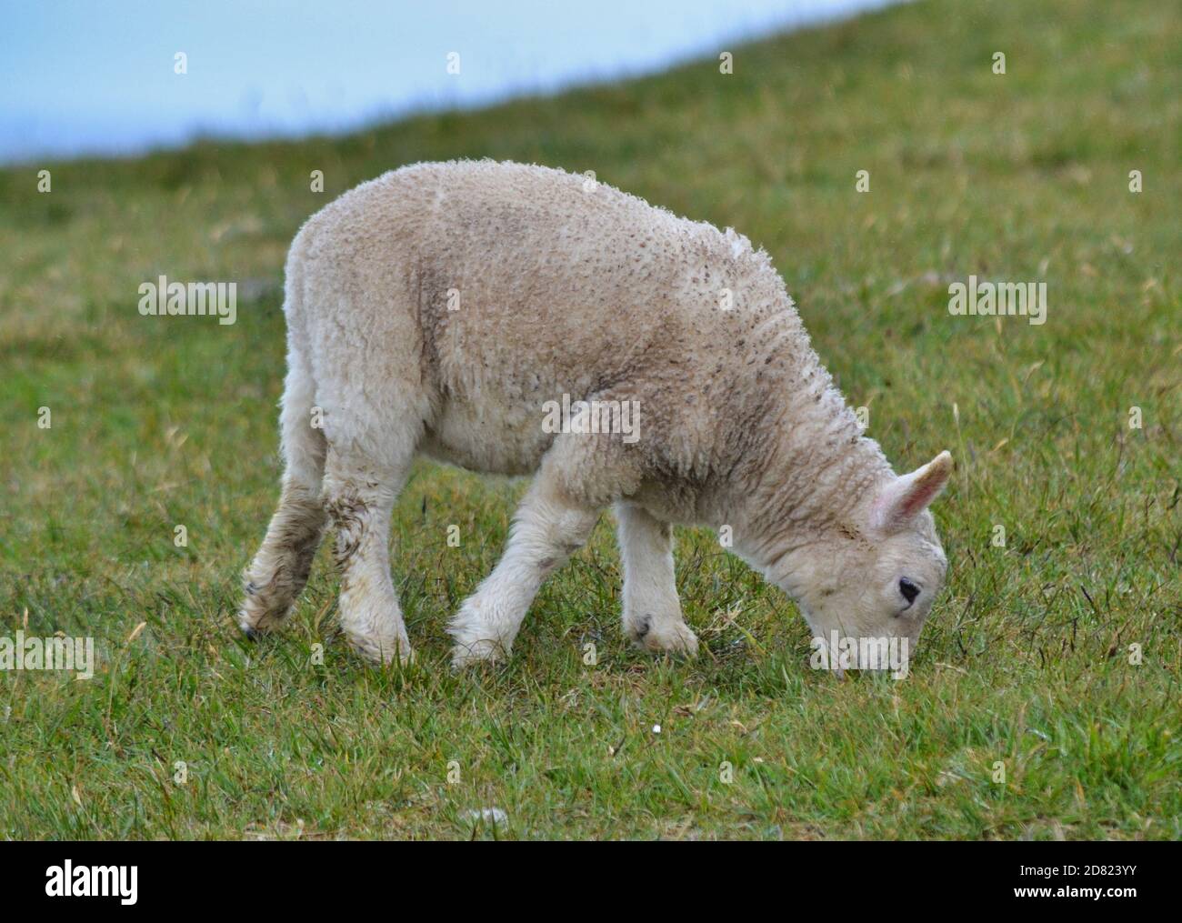 l'agnello bianco pascola nel prato Foto Stock