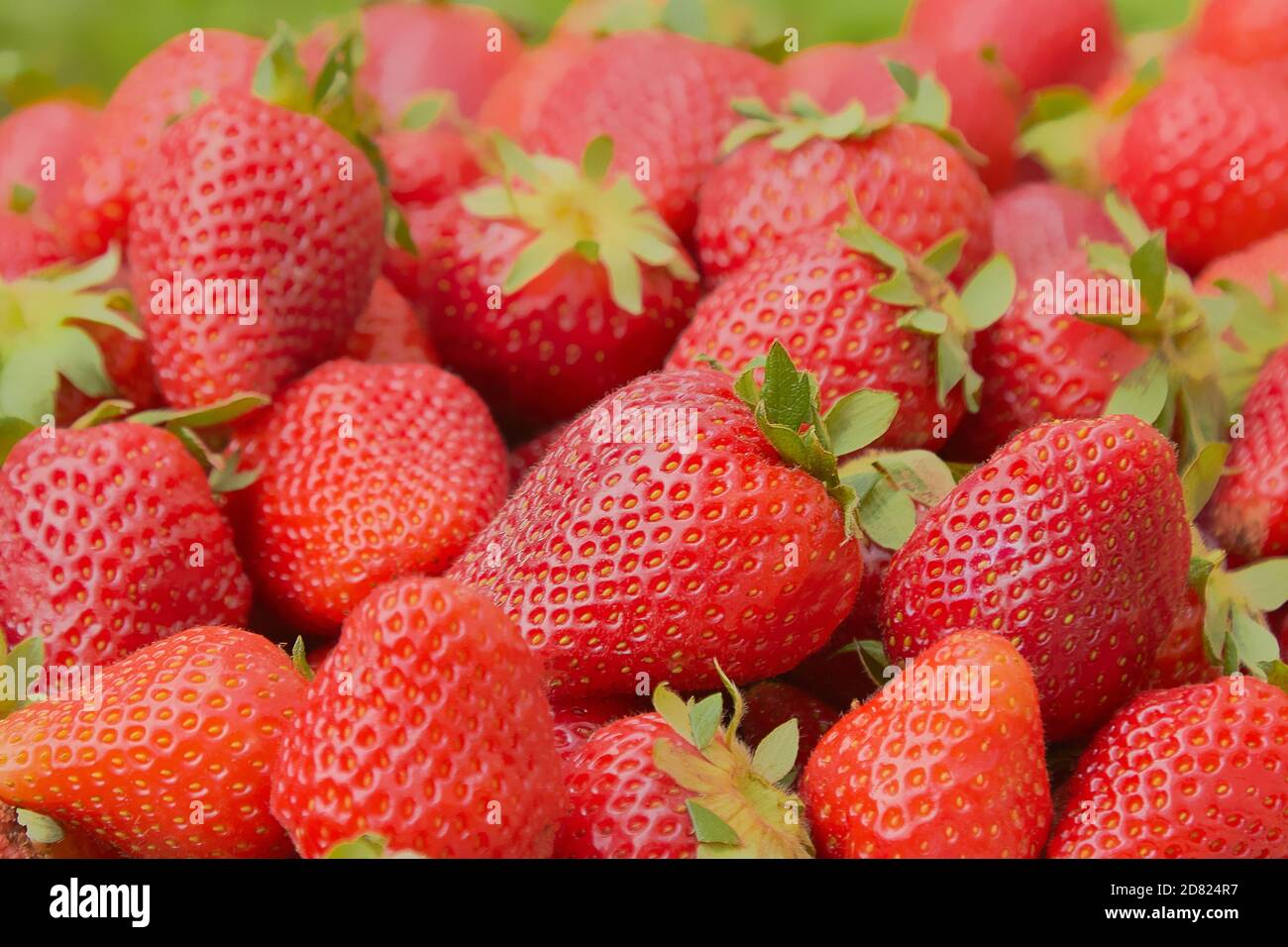 primo piano sulla fragola sullo sfondo della natura. Foto Stock