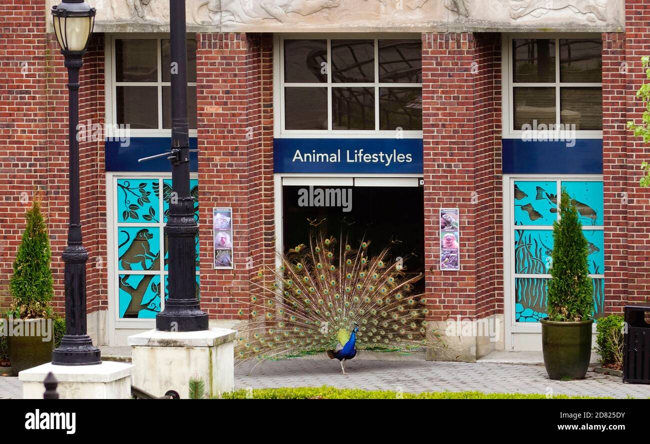 Zoo di Prospect Park a Brooklyn, New York Foto Stock