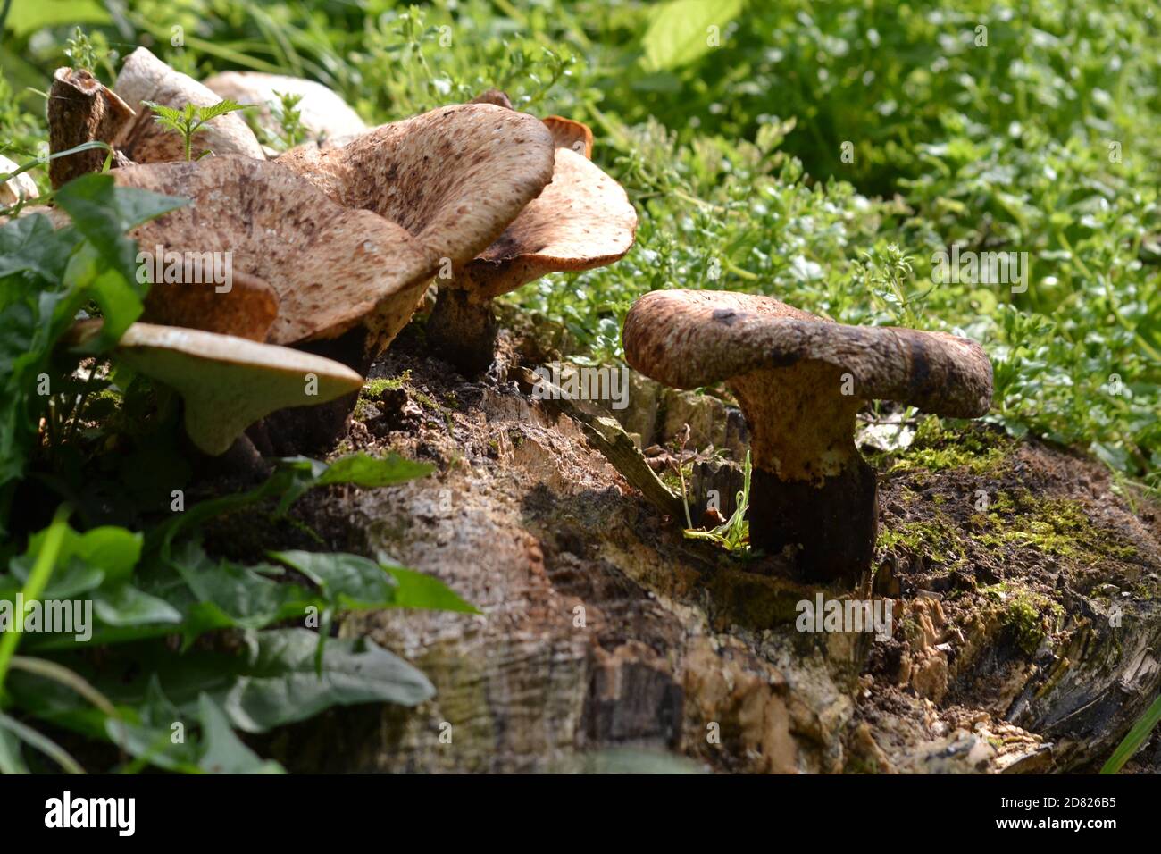 Funghi/funghi in uno Yorkshire Woods Foto Stock