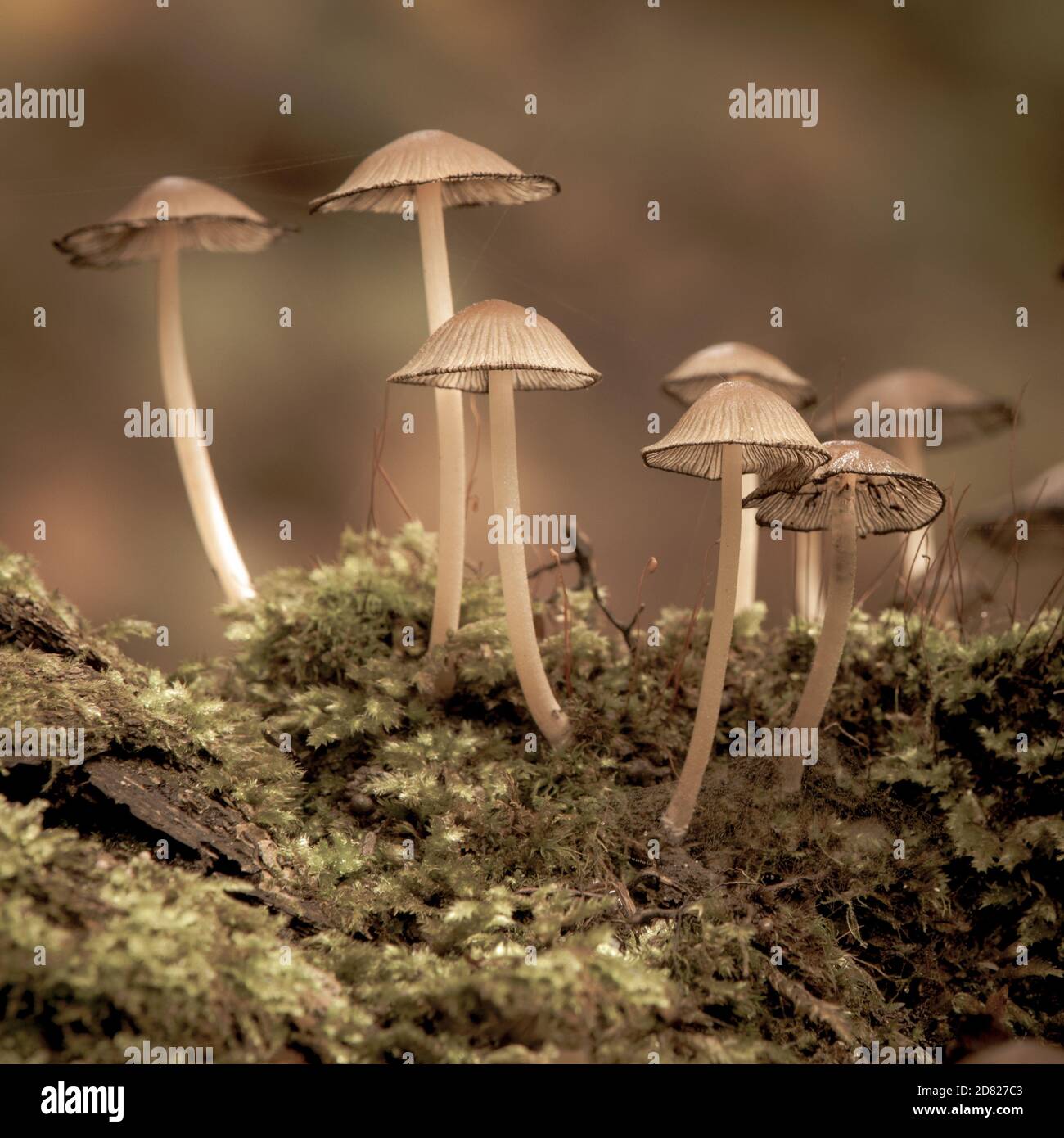 Funghi di bosco; tappo comune di inchiostro in autunno Foto Stock