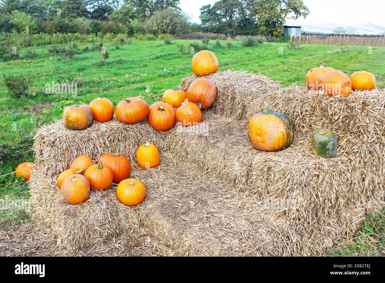 Le zucche sono allestite su balle di paglia impilate nella Kenyon Hall Farm, Inghilterra Foto Stock