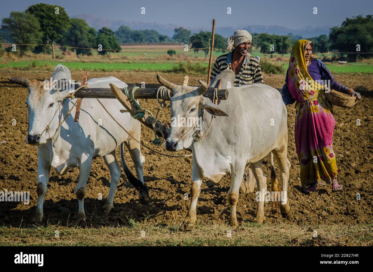 Coltivatore che arava il suo campo con un paio di mucche indiane Foto Stock