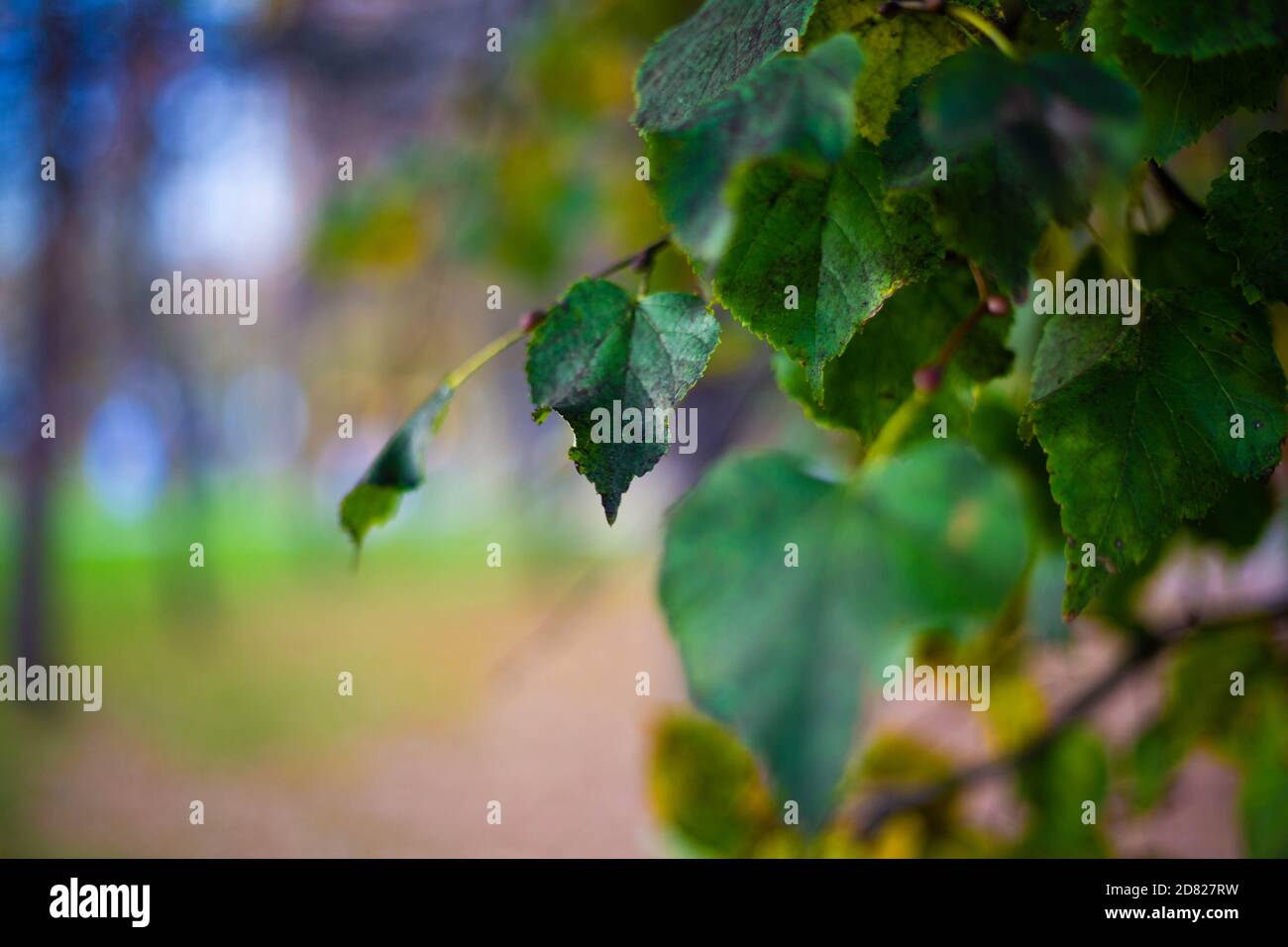 Foglie verdi gialle di autunno sullo sfondo dello stagno Nel mese di ottobre Foto Stock