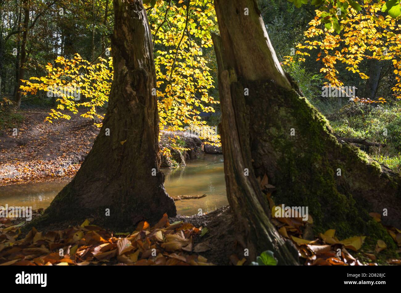 Soleggiato paesaggio autunnale con faggeta, fogliame colorato e uno streamlet nei Paesi Bassi Foto Stock