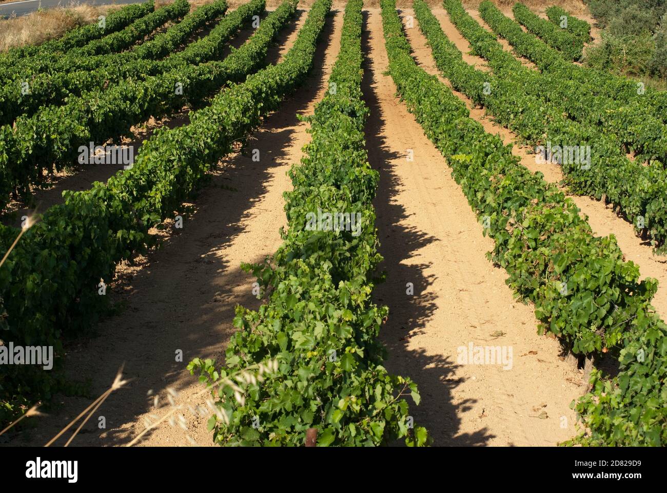 File di piante di vite delle strade del vino di Nemea, Grecia Foto Stock