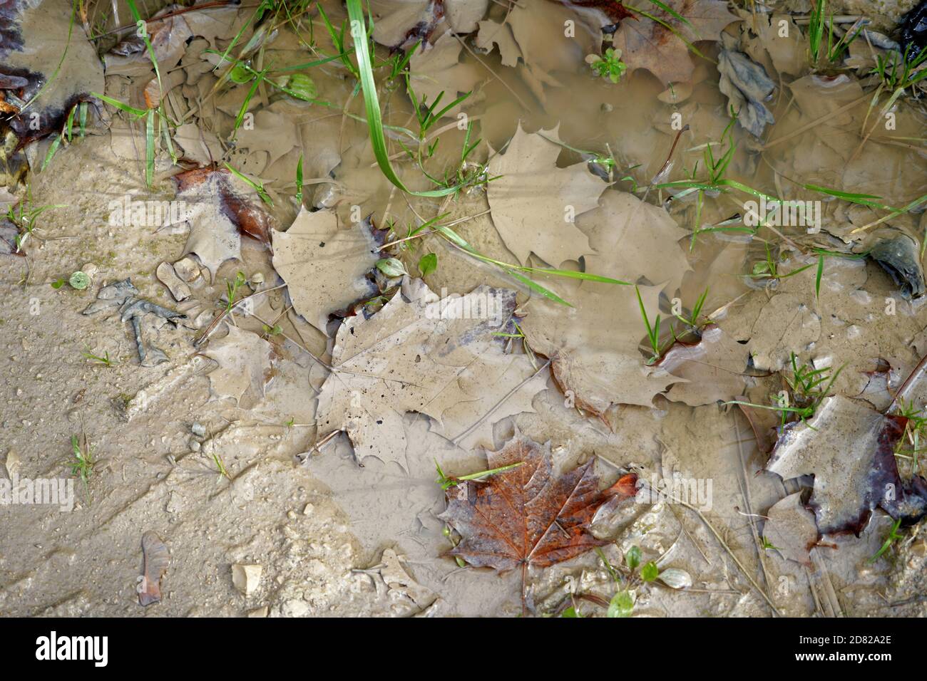 Foglie d'acero in autunno in un pozze d'acqua piovana ricoperta di fango. Ci sono solo sagome delle foglie riconoscibili. Sfondo stagionale. Foto Stock