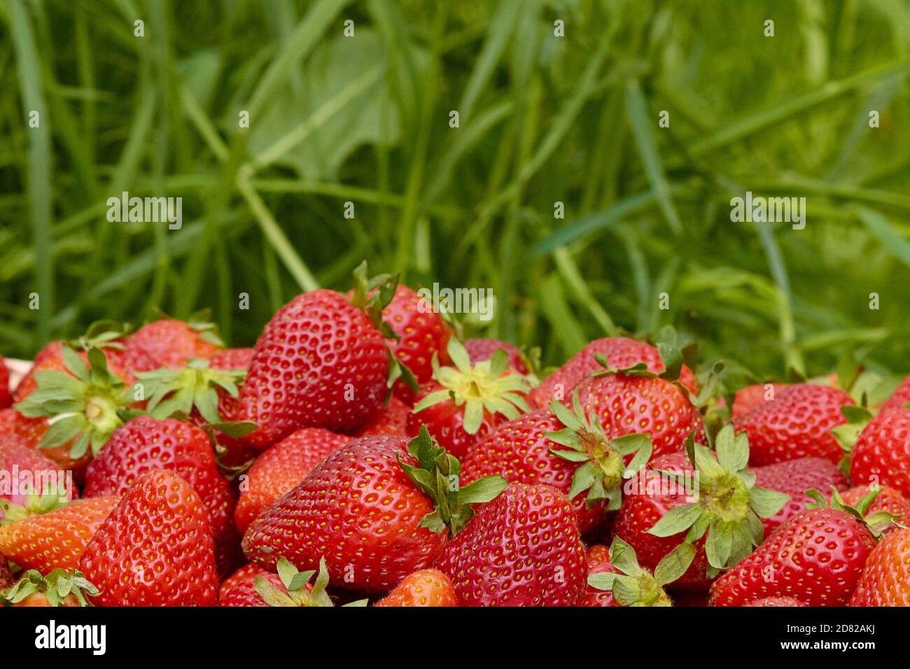 fragole sono fresche sullo sfondo della natura un sacco di frutti di bosco maturi. Foto Stock