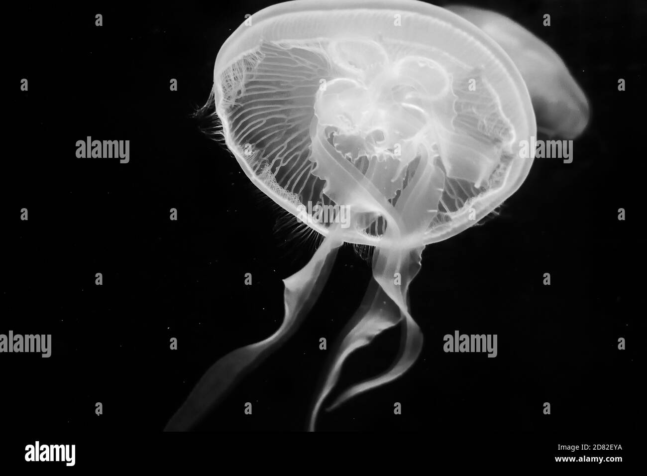 meduse bianche in acqua con fondo nero Foto Stock