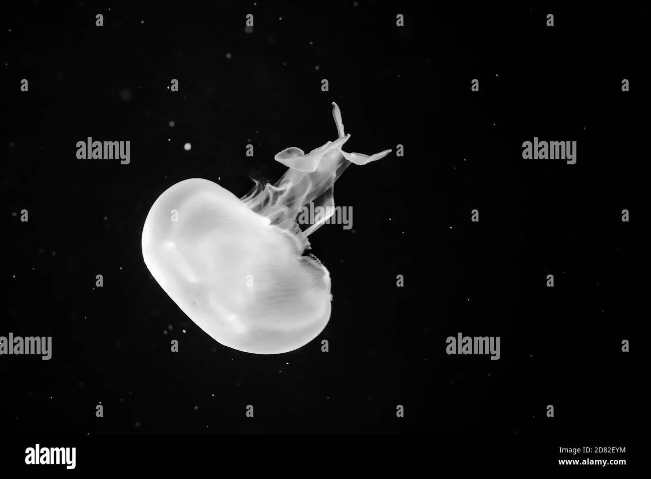 meduse bianche in acqua con fondo nero Foto Stock