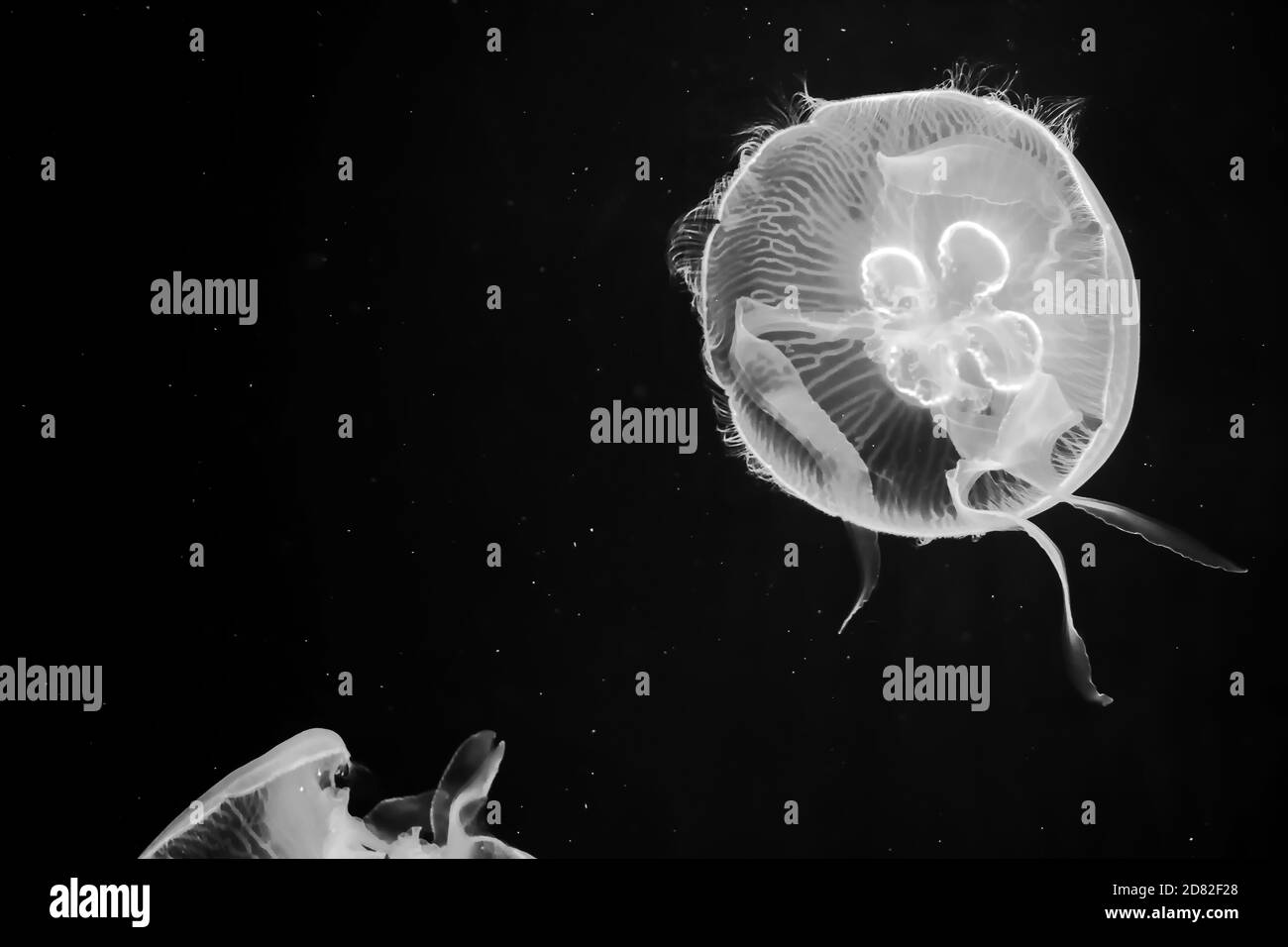 meduse bianche in acqua con fondo nero Foto Stock