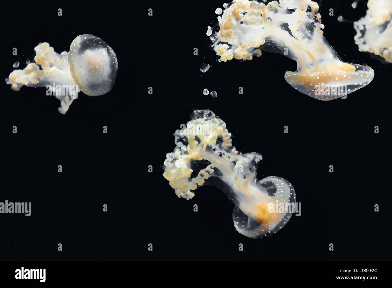 meduse gialle che nuotano sott'acqua con sfondo nero Foto Stock