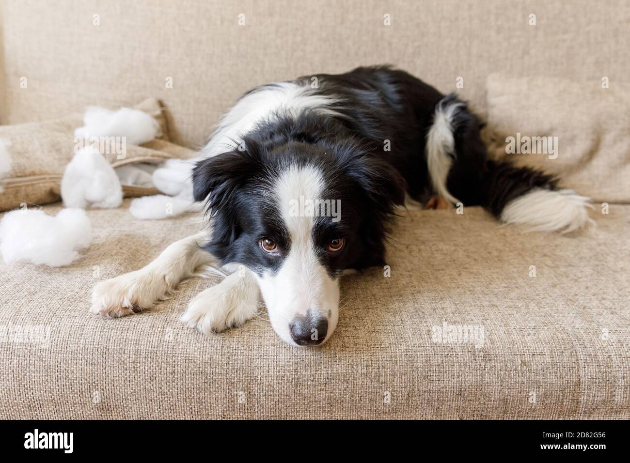 Naughty collie di bordo del cane del puppy giocoso dopo il guastino che  mite il cuscino che si trova sul divano a casa. Cane colpevole e soggiorno  distrutto. Danneggia la casa disordinata