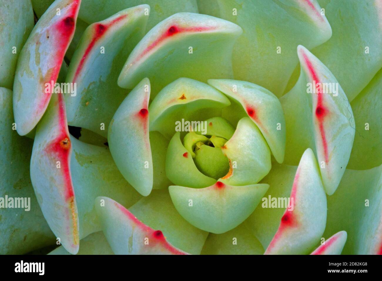 Sempervivum, Sempervivum Standard Green Foto Stock