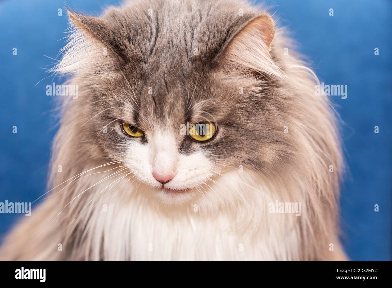 Ritratto di un gatto soffice con un cappotto molto lungo. Foto Stock