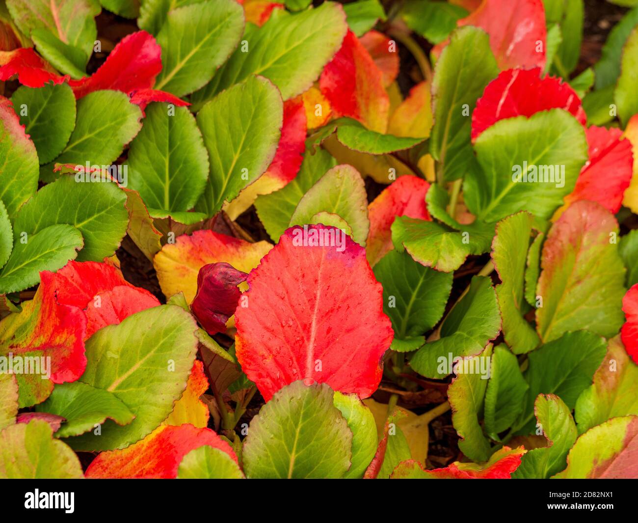 Le foglie di Bergenia (comunemente note come orecchie di Elefante) si trasformano in rosso in autunno. Foto Stock