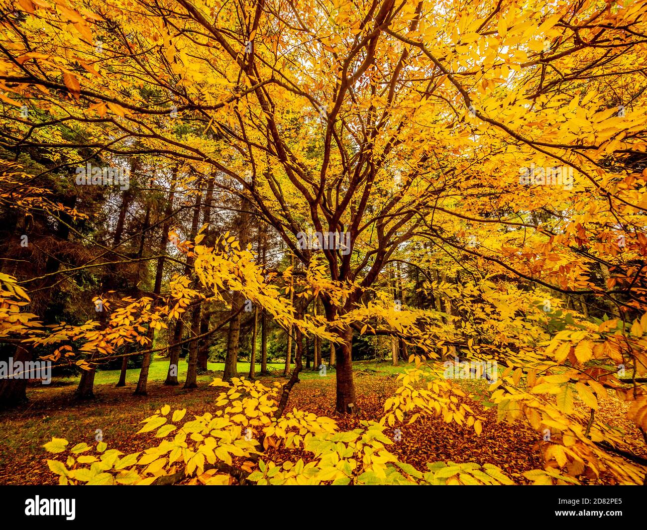Foglie dorate dell'albero deciduo Zelkova Serrate in autunno. Foto Stock