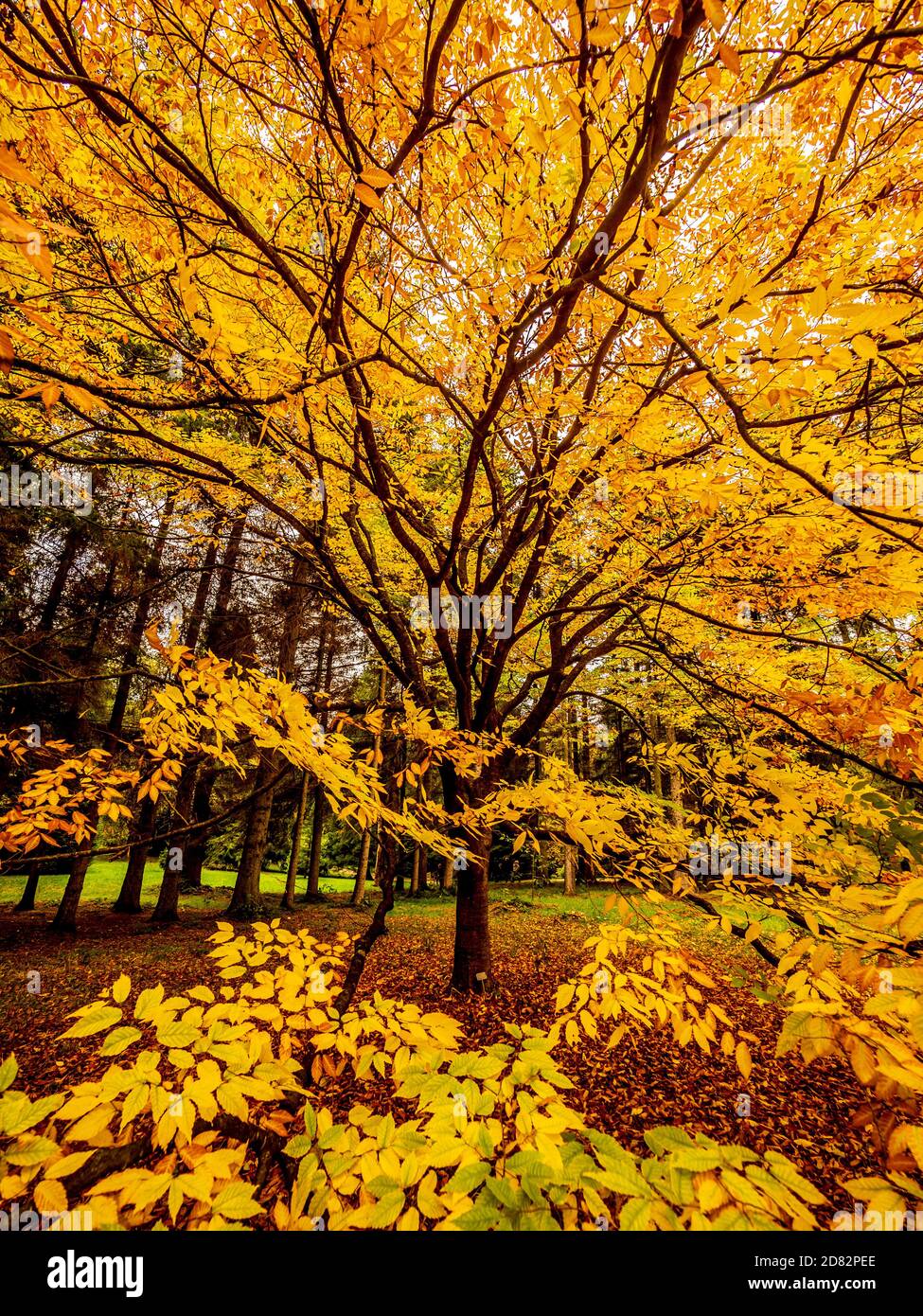 Foglie dorate dell'albero deciduo Zelkova Serrate in autunno. Foto Stock