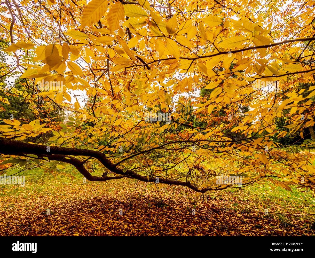 Foglie dorate dell'albero deciduo Zelkova Serrate in autunno. Foto Stock