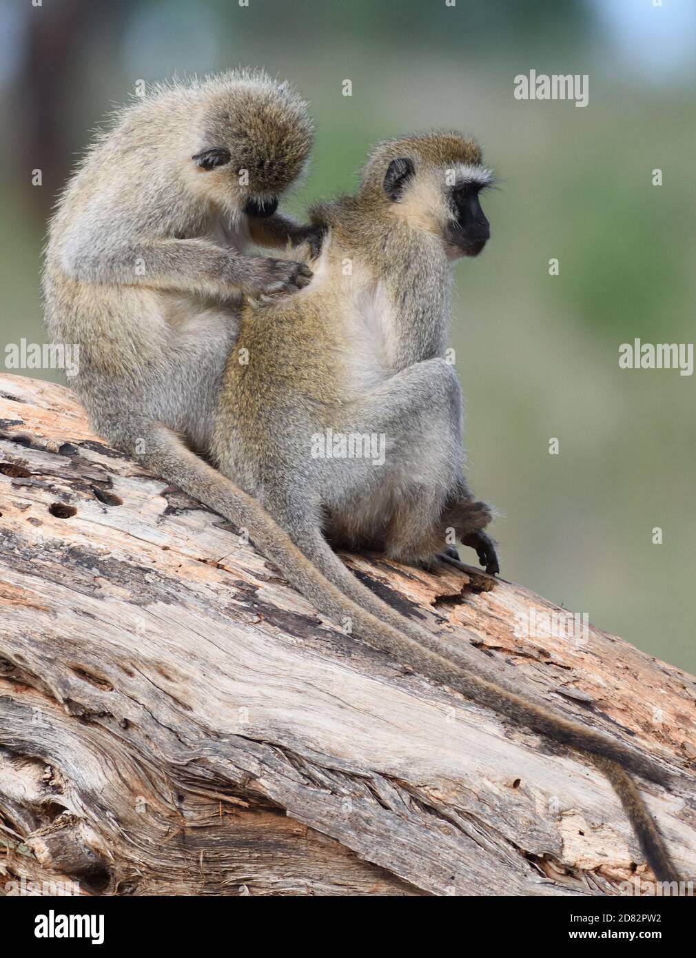 Le scimmie Vervet (Chlorocebus pygerythrus grooming). Parco Nazionale di Tarangire e, Tanzania. Foto Stock