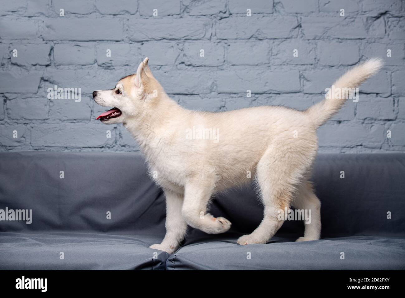 Divertente cucciolo Husky razza età 2.5 mesi di colore chiaro su un divano grigio a casa su un muro di mattoni sfondo. Faccia sorridente del cane allevato puro domestico con Foto Stock