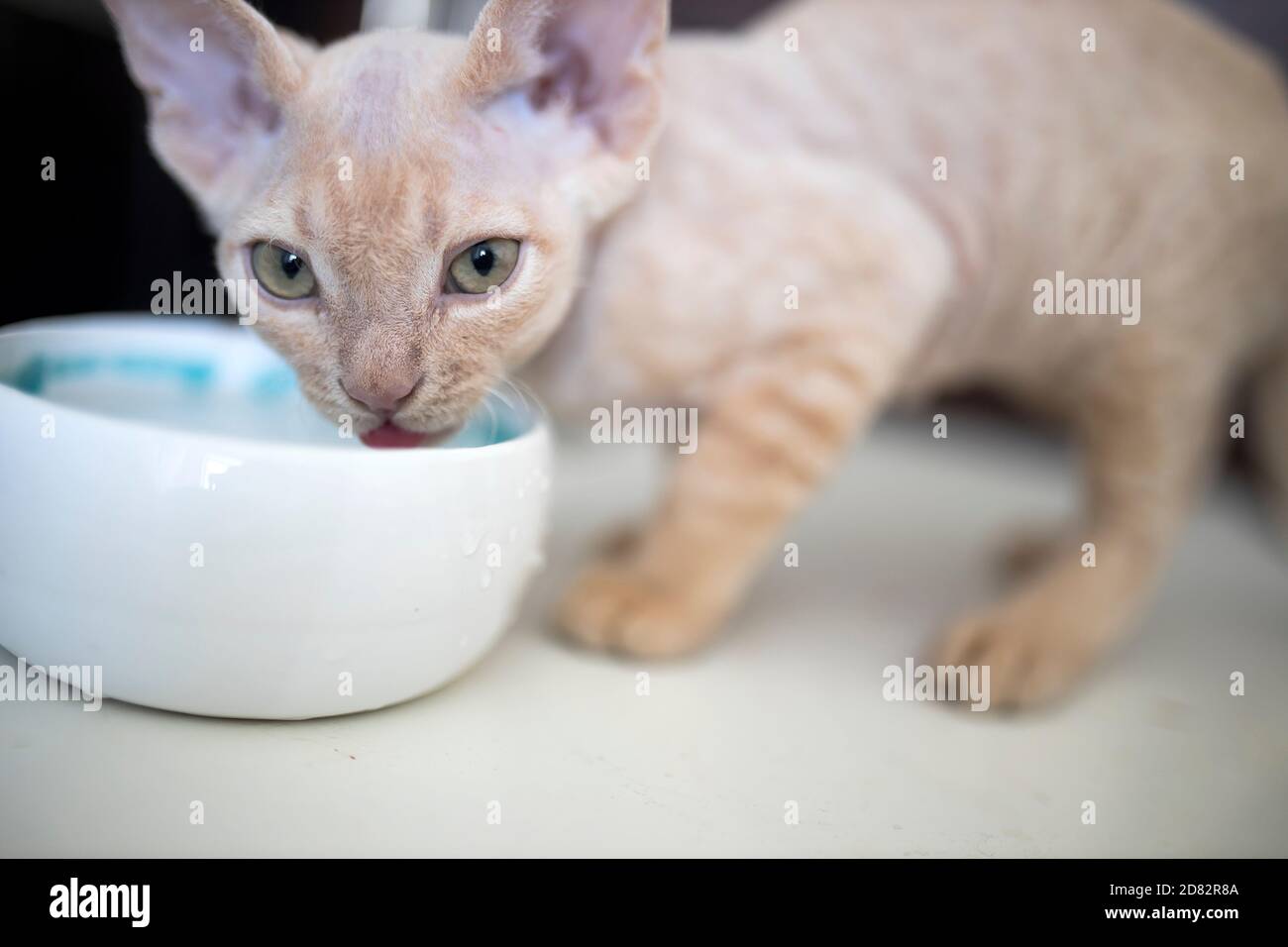 Nutrire il gatto con la teglia per tonno. Il kitten Devon Rex mangia cibo umido da una piastra di ceramica bianca posta sul pavimento di legno e posto il tappetino. Messa a fuoco selettiva Foto Stock