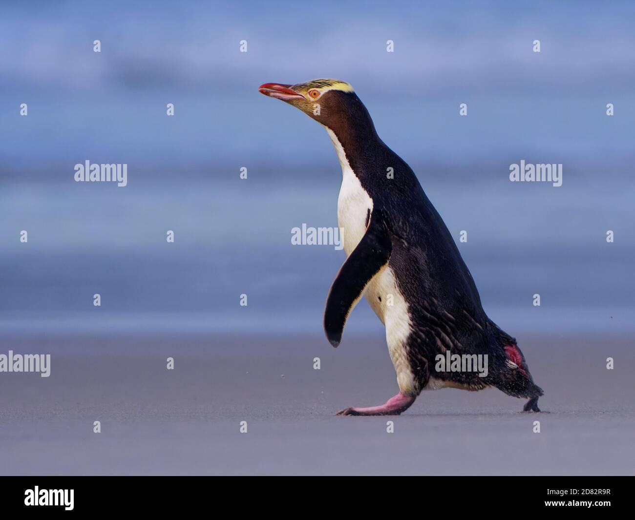 Giallo-eyed penguin - hoiho - Megadyptes antipodes, razze lungo la parte orientale e sud-est delle coste dell'Isola del Sud della Nuova Zelanda, Stewart Foto Stock