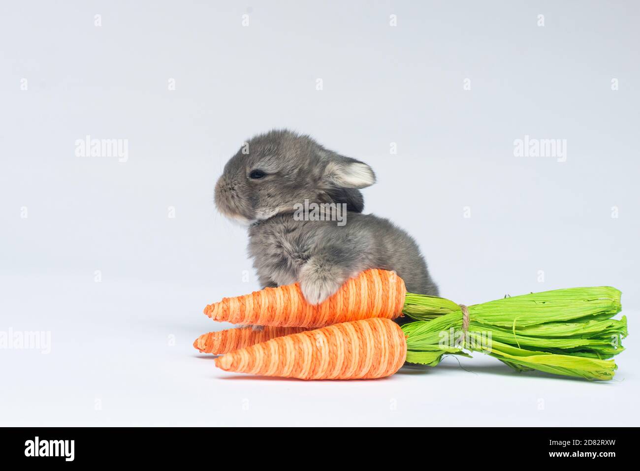 Baby Bunny seduto da Carrots Foto Stock