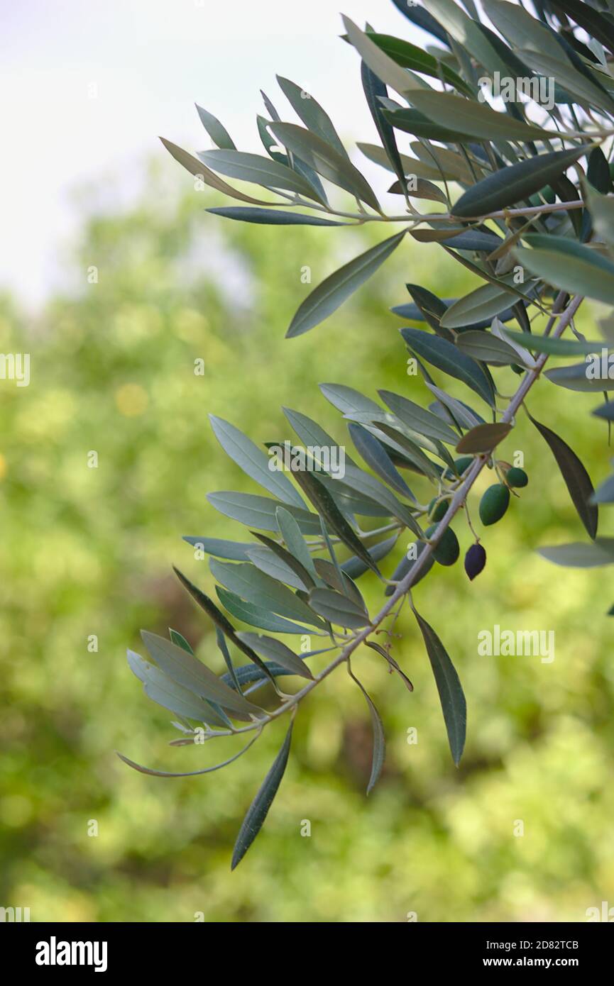 Un ramo di un olivo con foglie e alcuni frutta con altri alberi fuori fuoco sullo sfondo Foto Stock