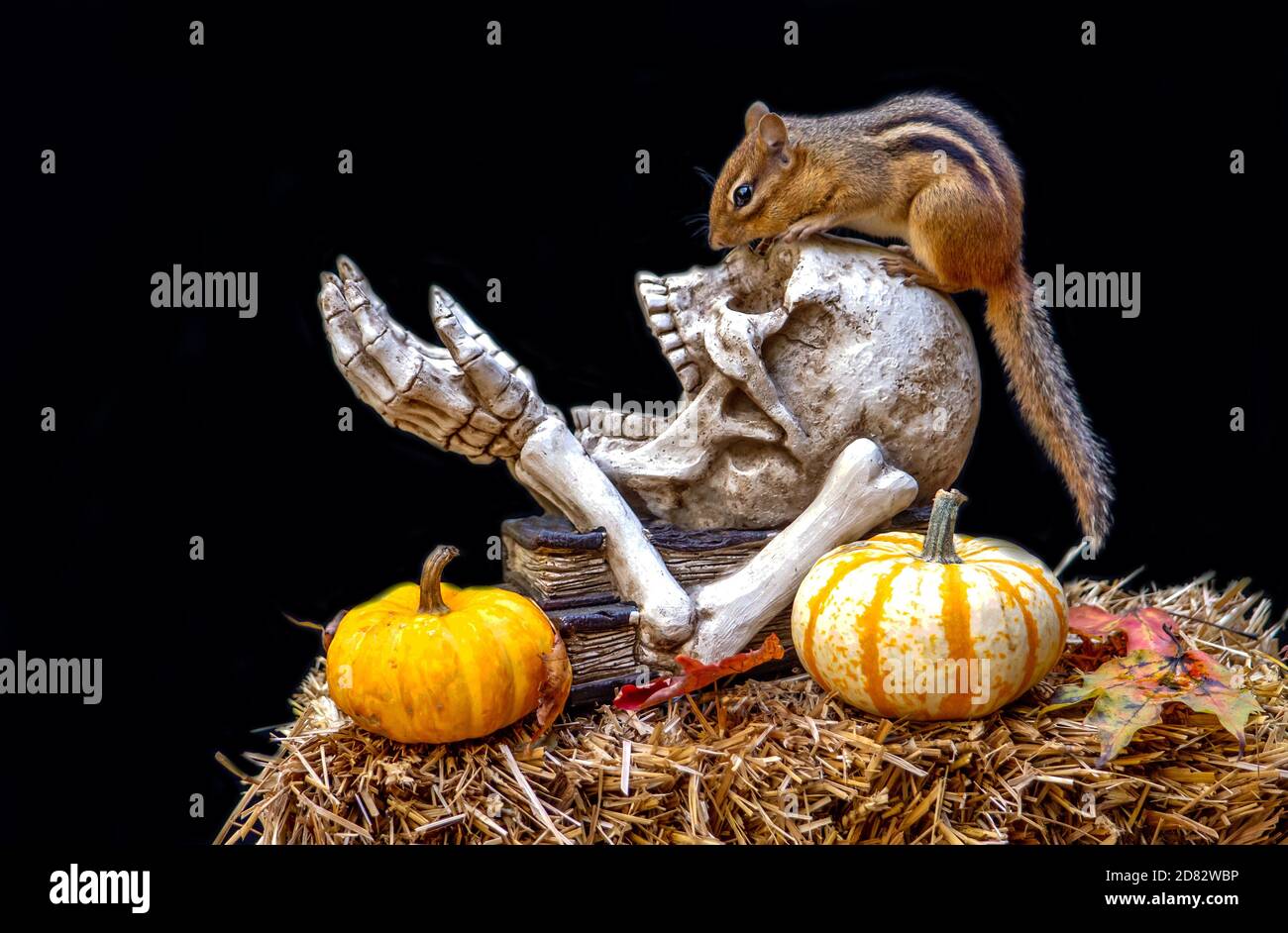 Il chipmunk a righe gioca con questa vita morta di Halloween con cranio e ossa, paglia e zucche Foto Stock