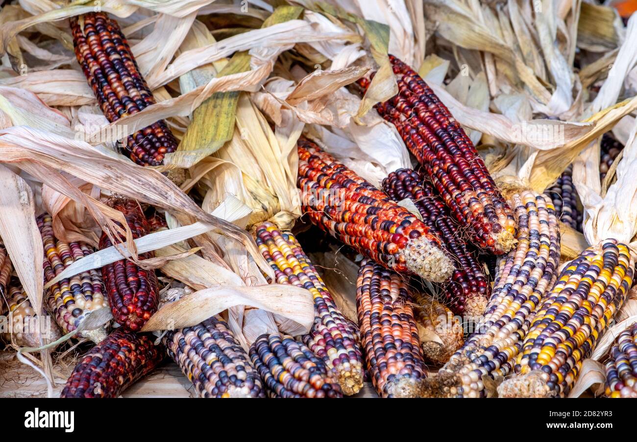Mucchio di mais indiano colorato per la decorazione di autunno Foto Stock