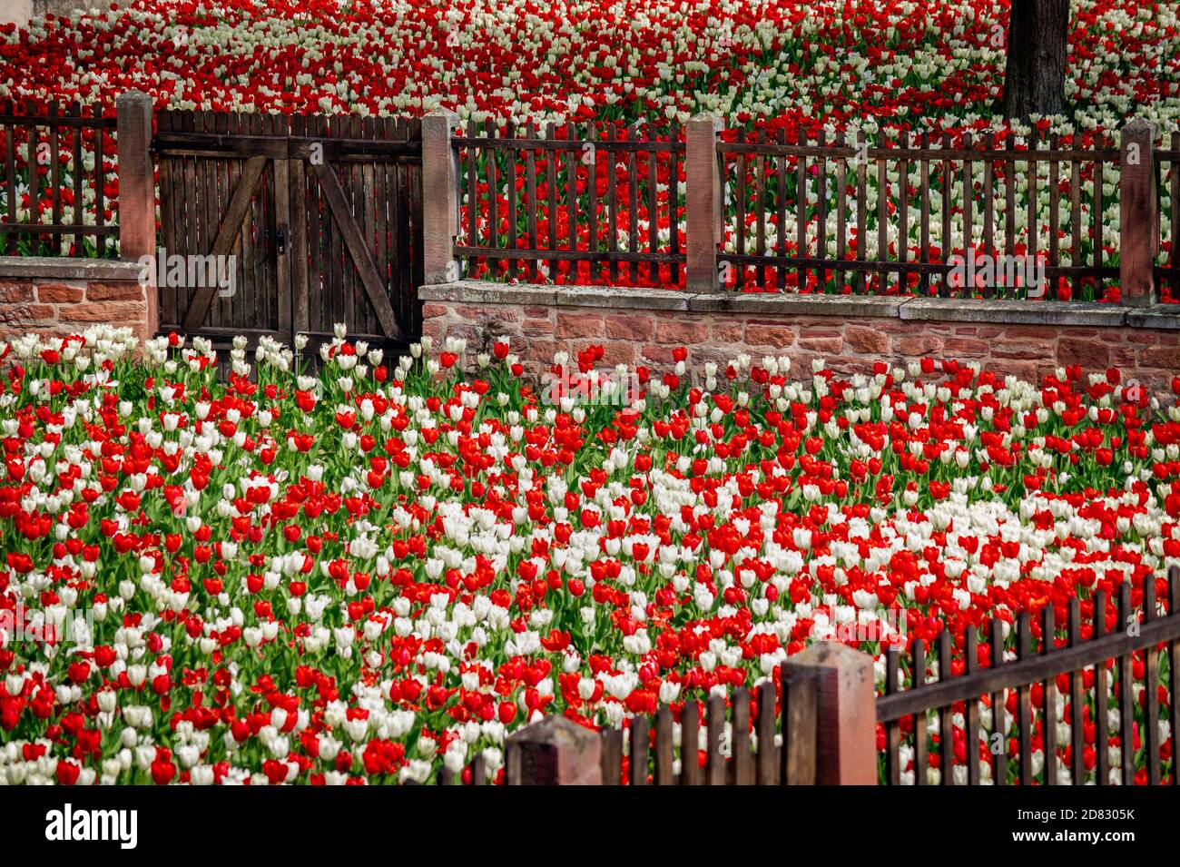 Muro e cancello tra tulipani bianchi e rossi Foto Stock