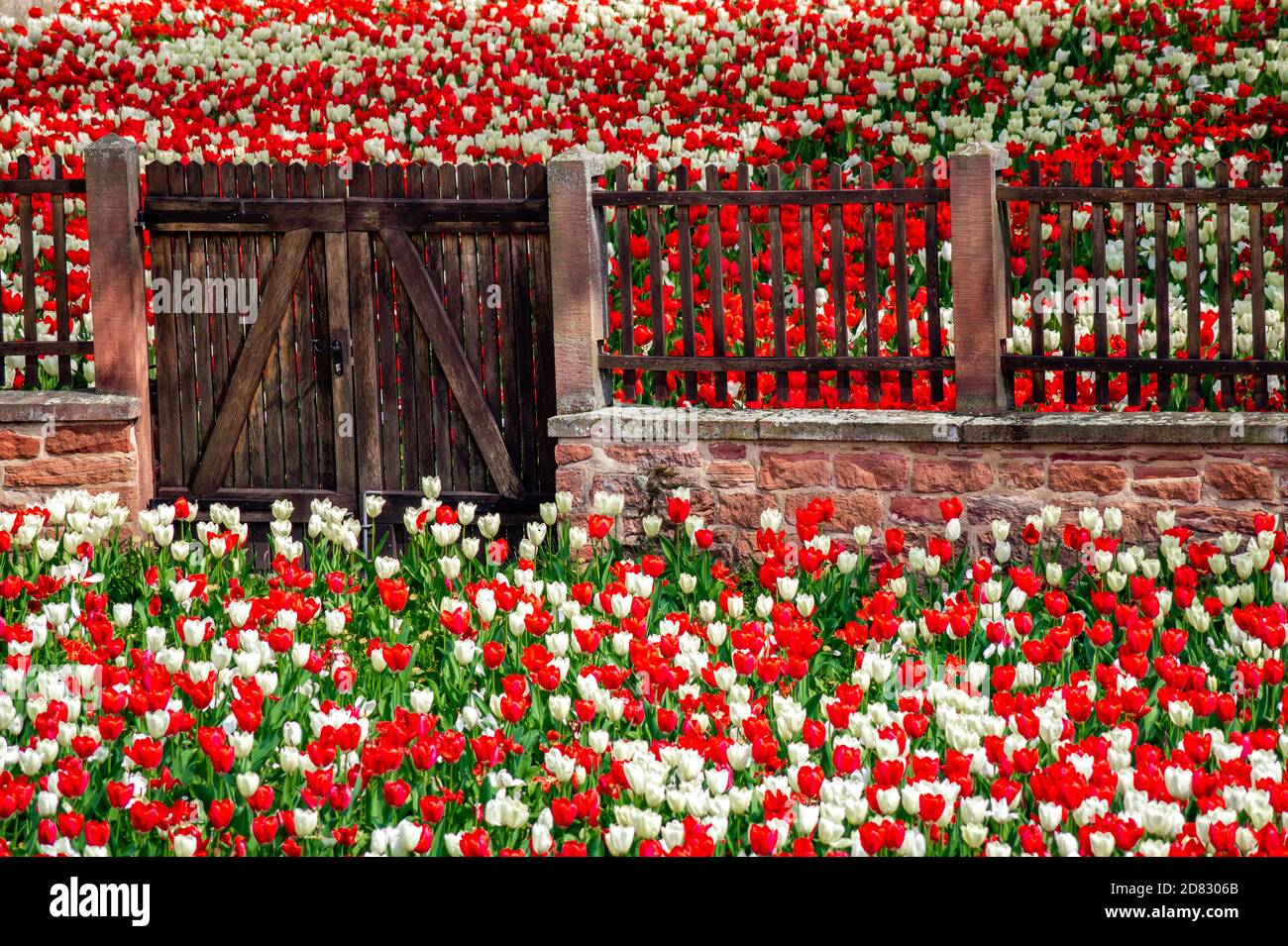 Muro e cancello tra tulipani bianchi e rossi Foto Stock
