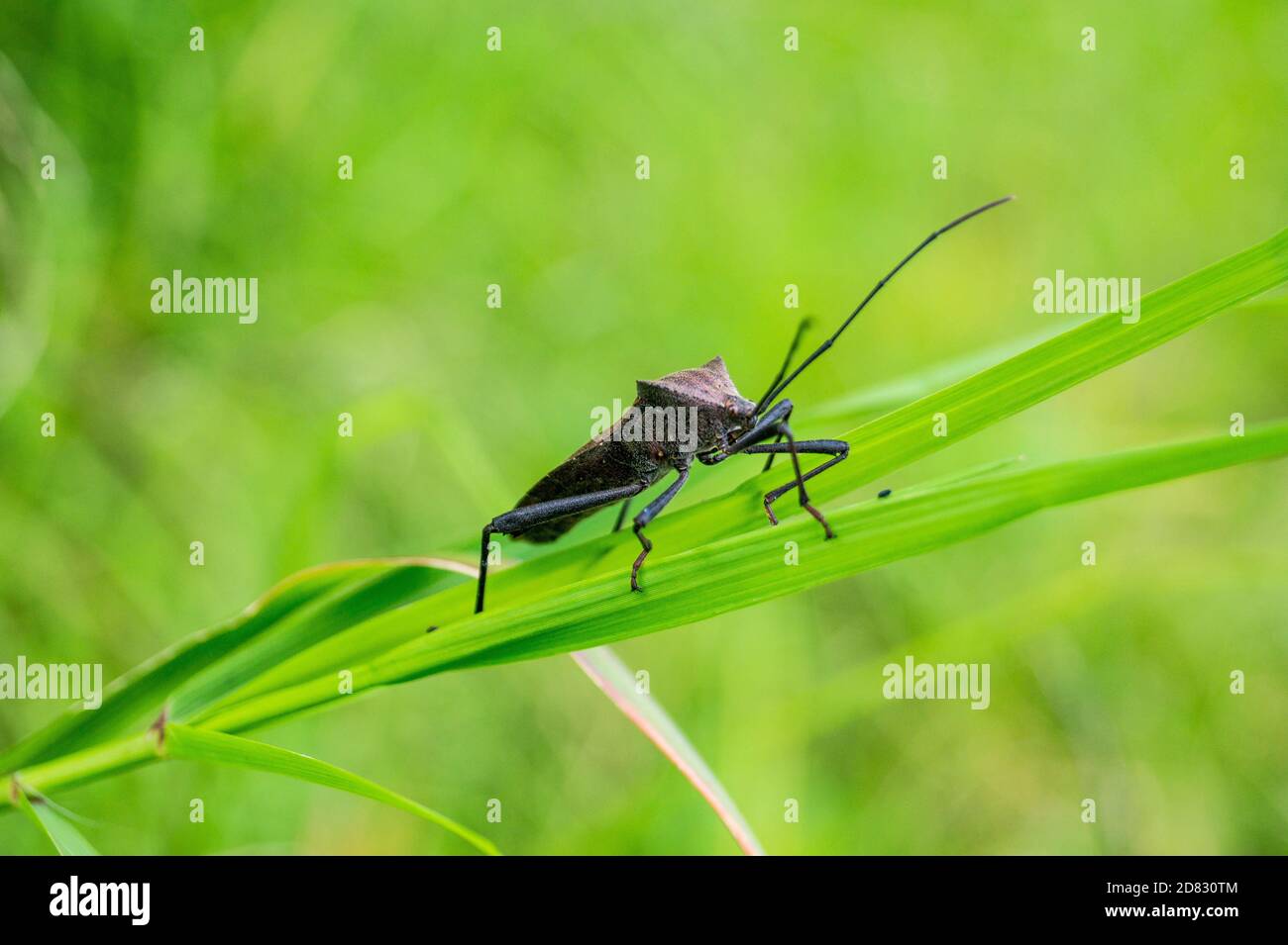 Insetto a macroistruzione Foto Stock