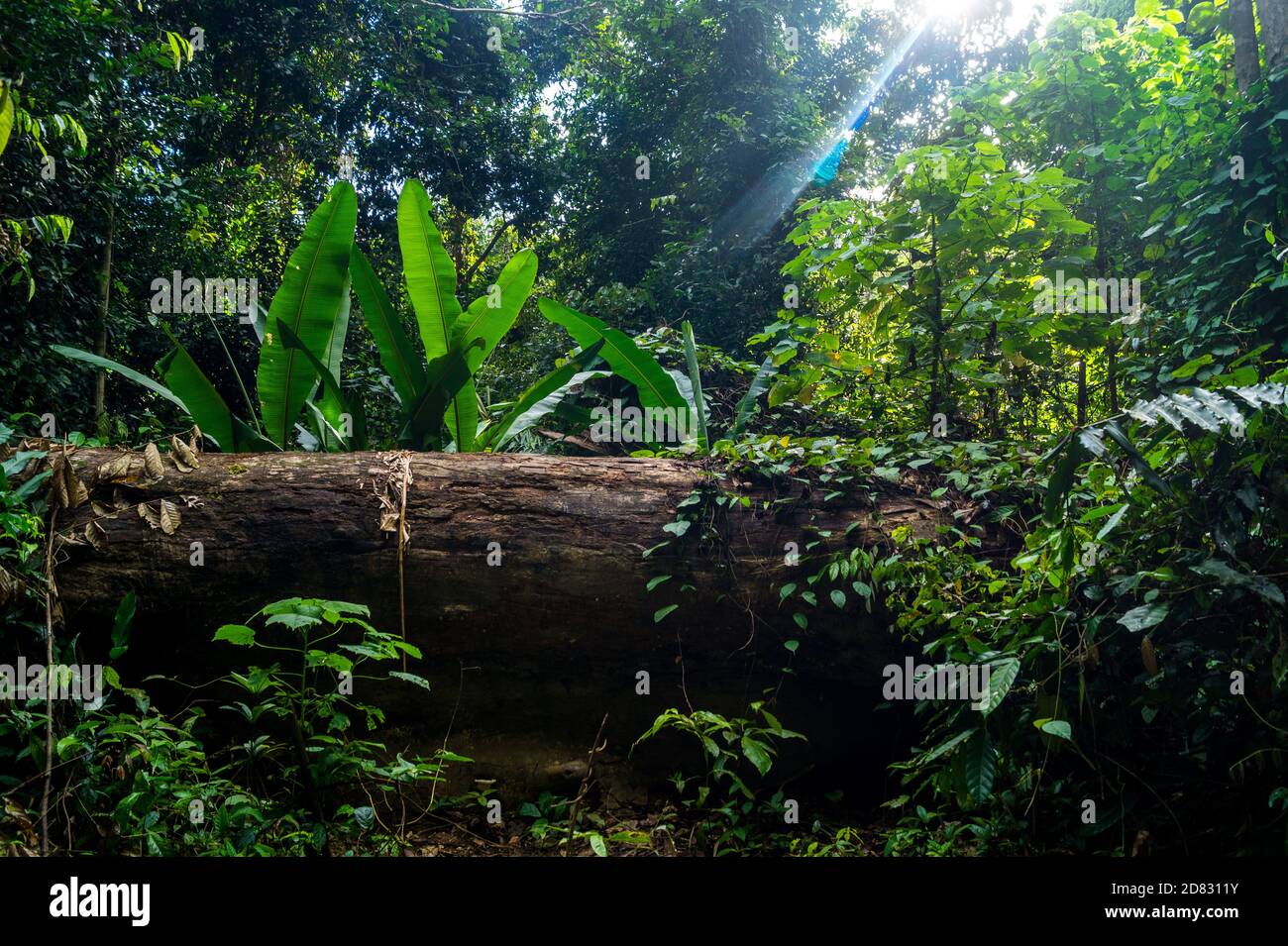 Albero caduto nella foresta pluviale Foto Stock